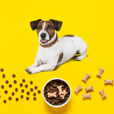 Dog Food Healthy Dog Food
