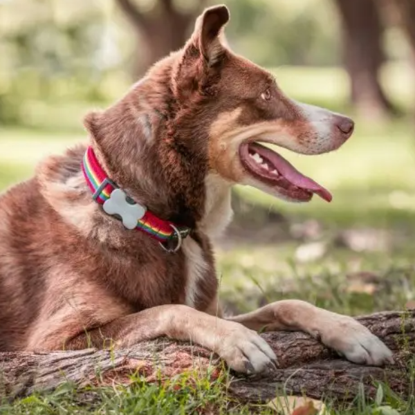 Dog Accessories