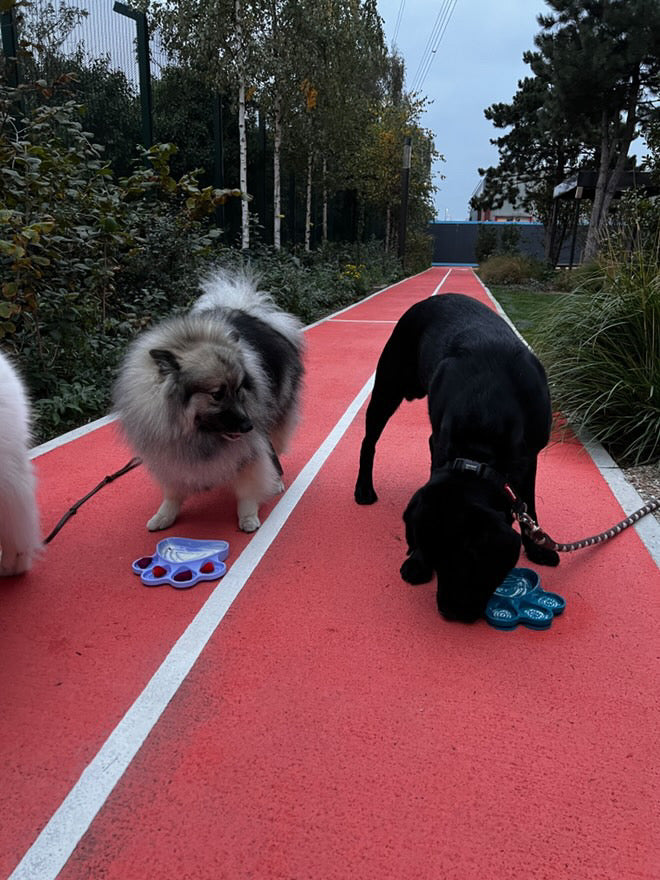 Turn Mealtime Into a Game – Interactive Dog Bowl