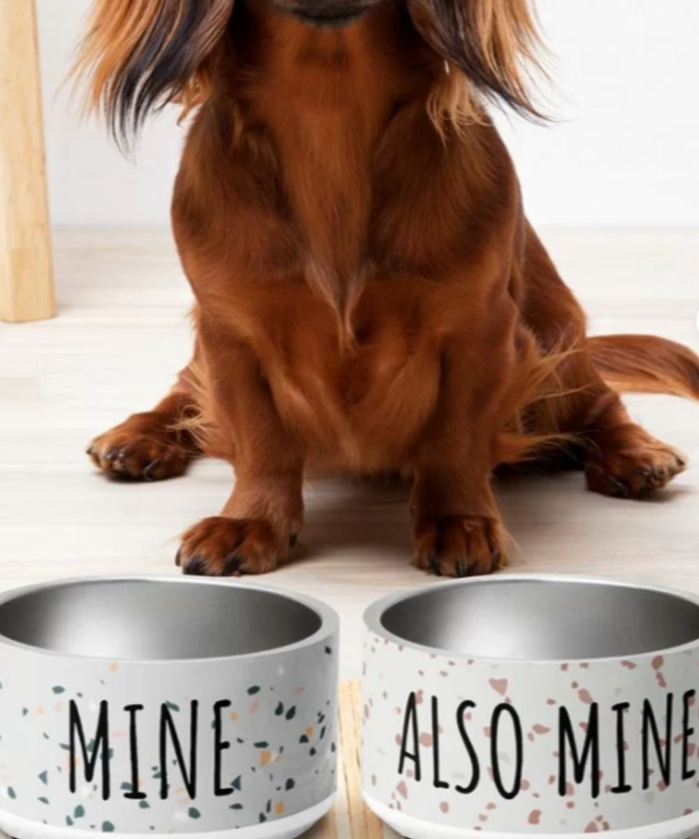 Custom Dog Pet Bowl 4