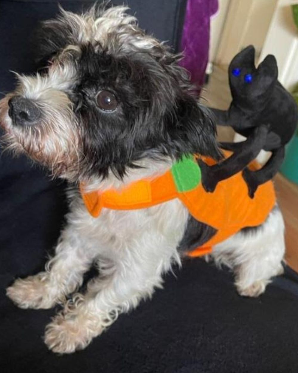 Dog and Cat Halloween Costumes With Cat Transformation on Top And Funny Pet Clothing Top