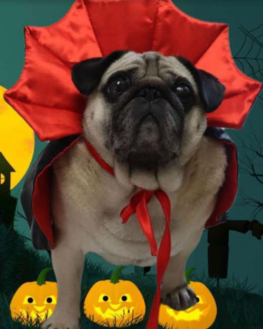 Vampire Dracula Pet Dog Costume Dog Halloween