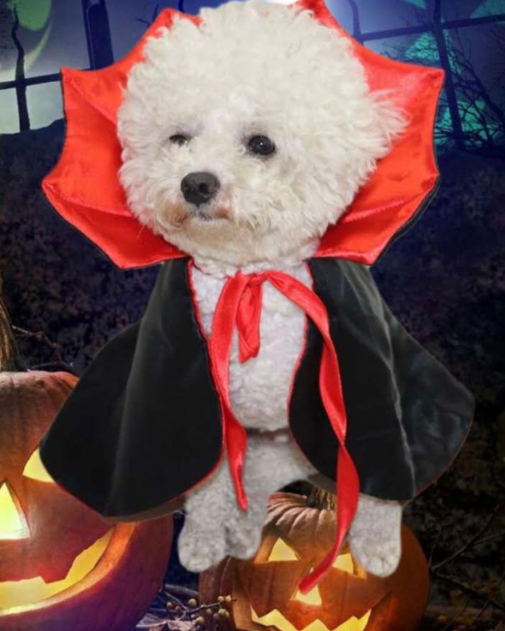 Vampire Dracula Pet Dog Costume Dog Halloween – Tongues and Tails