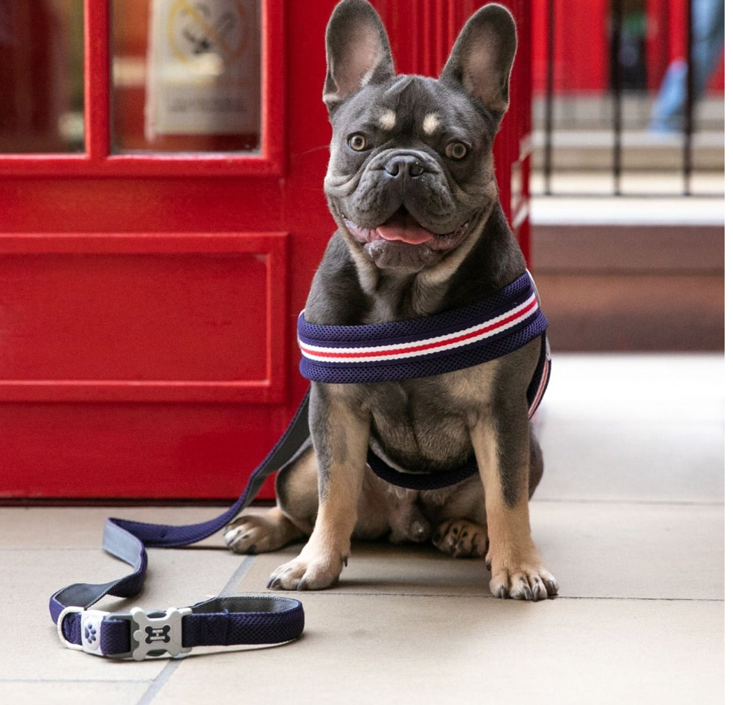 Blue Navy HUGO & HUDSON Mesh Dog Lead