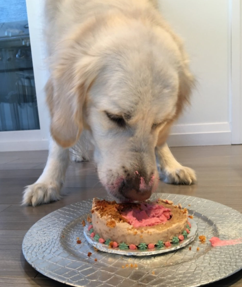 Amazing Coconut Dog Cake to Reveal Your Baby's Gender