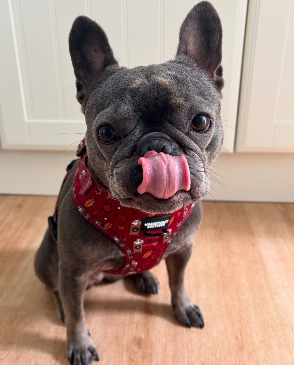 Puppuccino Adjustable Dog Harness