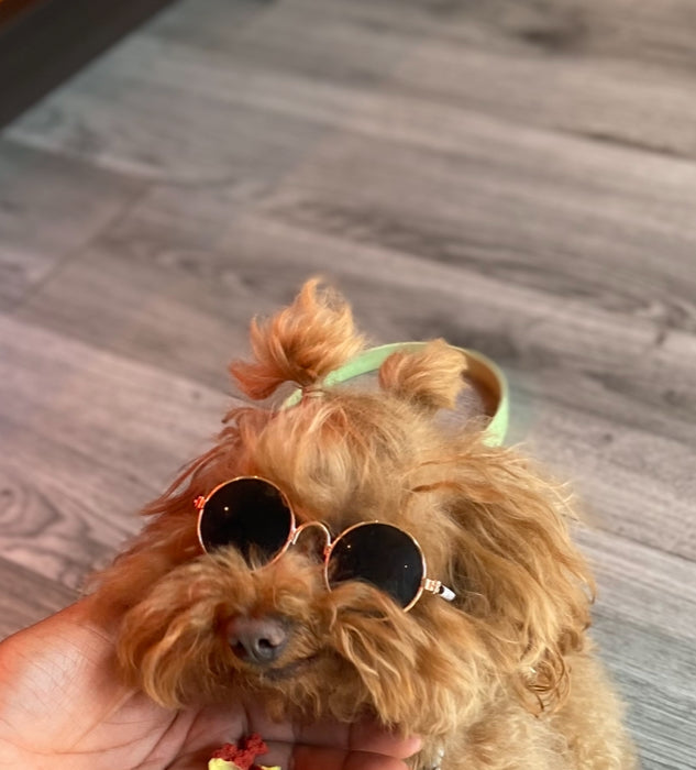 Sunglasses For Dog