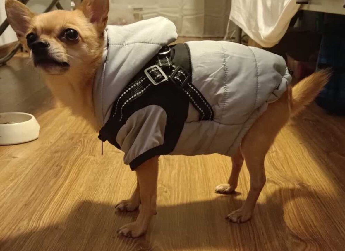 Dog Clothing Autumn And Winter New Waterproof blue