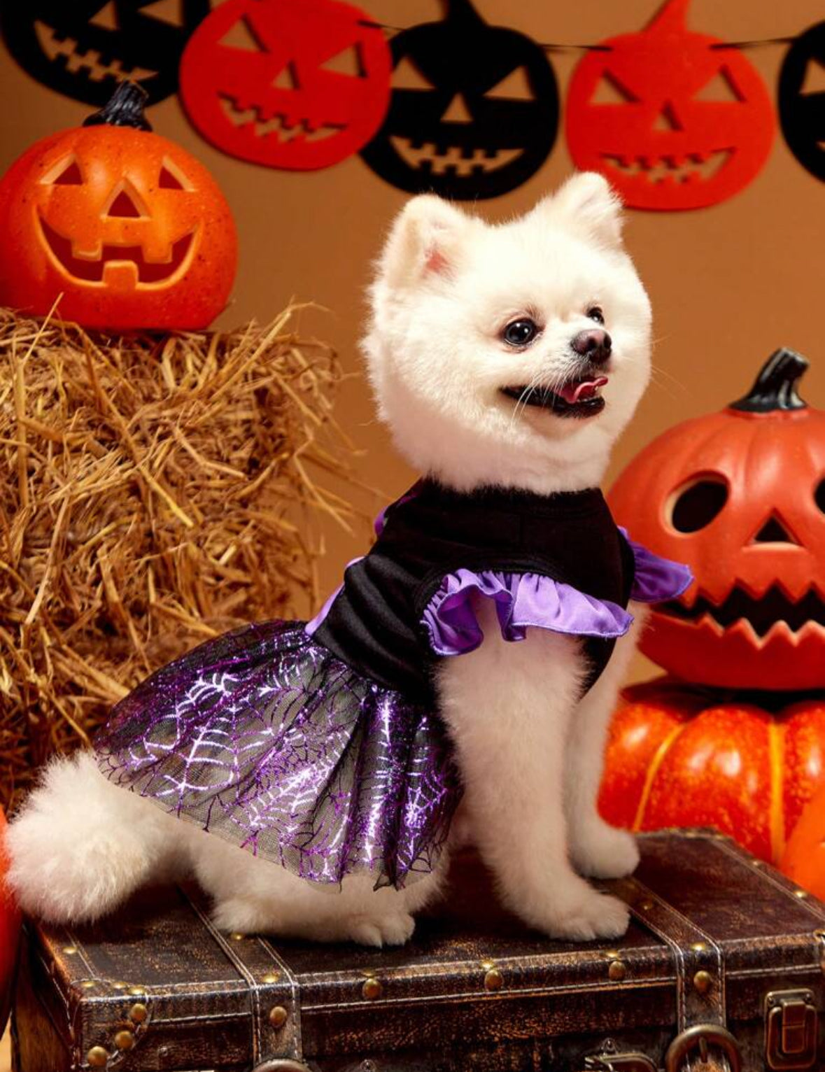 Pet Witch Costume Dress, Purple Mesh Panel Black Knit Cap Sleeve Dog Dress