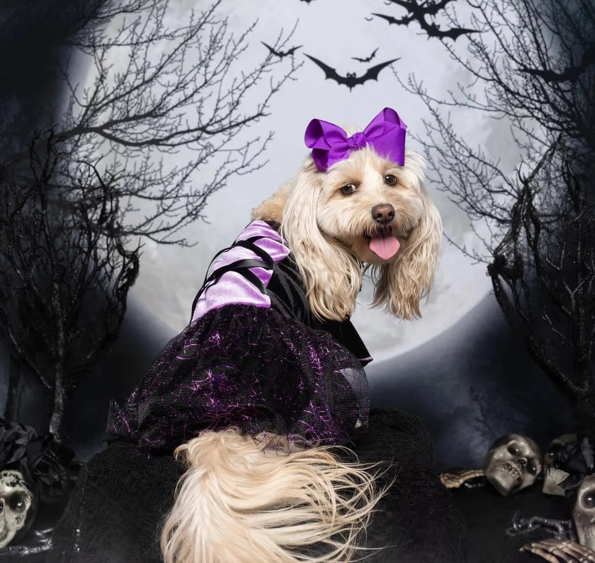 Pet Witch Costume Dress, Purple Mesh Panel Black Knit Cap Sleeve Dog Dress