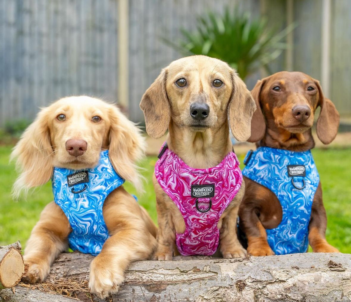 Blue Marble Adjustable Dog Harness