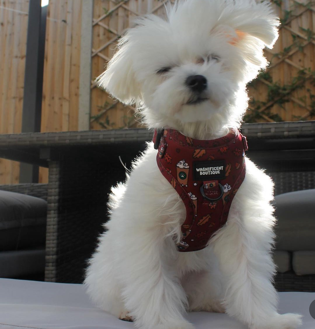 Puppuccino Adjustable Dog Harness