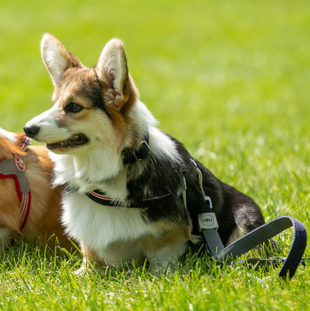 Blue Navy HUGO & HUDSON Mesh Dog Lead