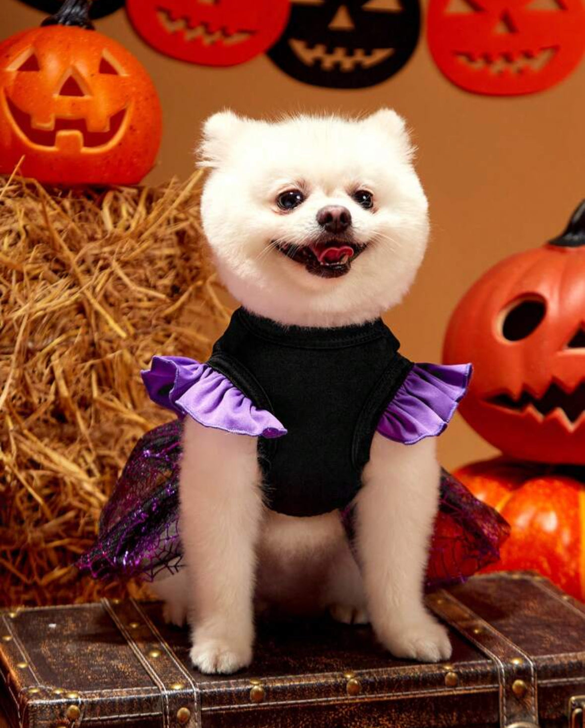 Pet Witch Costume Dress, Purple Mesh Panel Black Knit Cap Sleeve Dog Dress