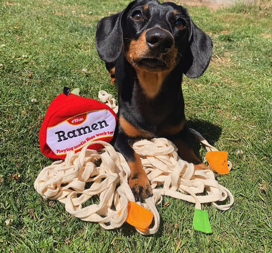 Ramen Noodle Cup Nose Work Interactive Dog