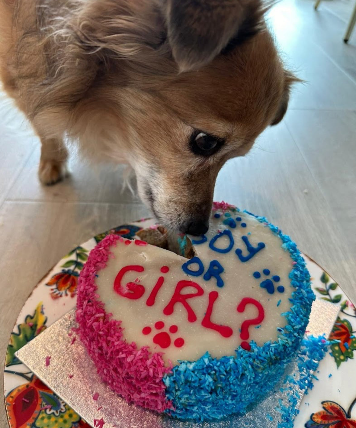 Amazing Coconut Dog Cake to Reveal Your Baby's Gender