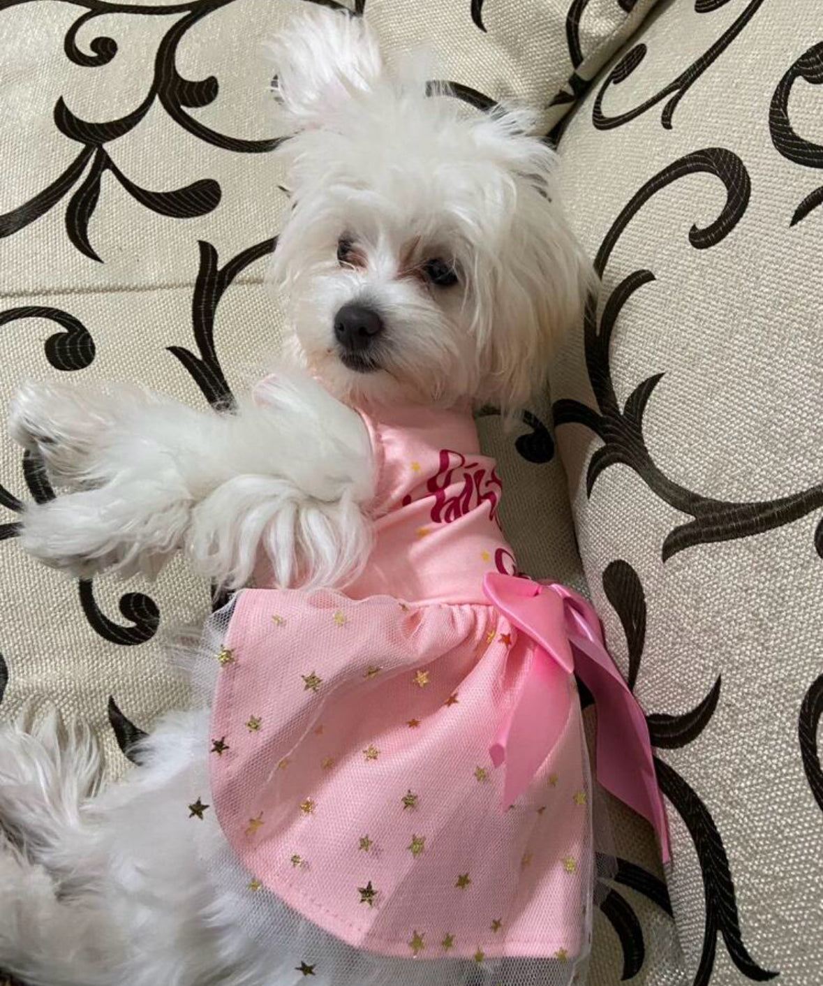 Birthday Dress Pink for Dog