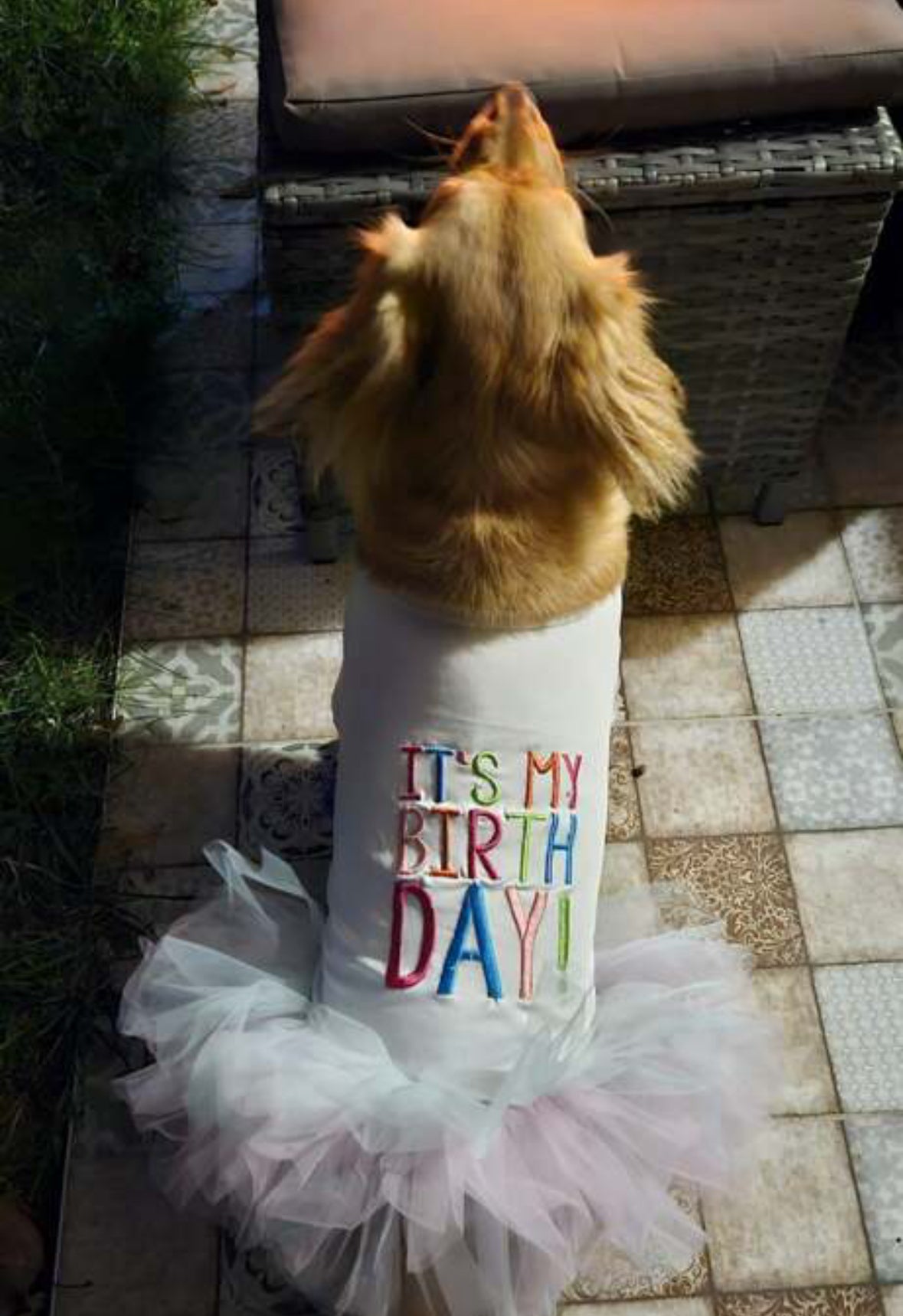 Birthday Dress for Dog