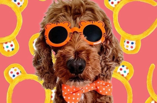 Sunglasses For Dog