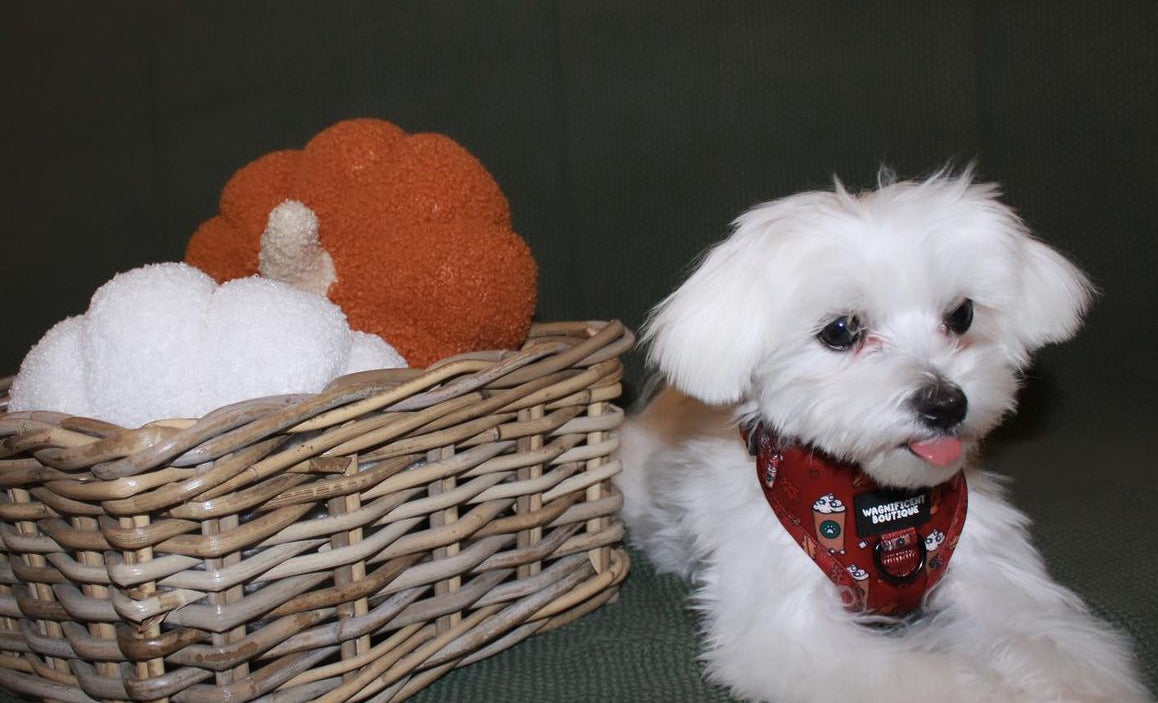 Puppuccino Adjustable Dog Harness