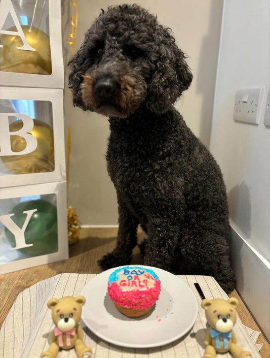 Amazing Coconut cupcakes to Reveal Your Baby's Gender