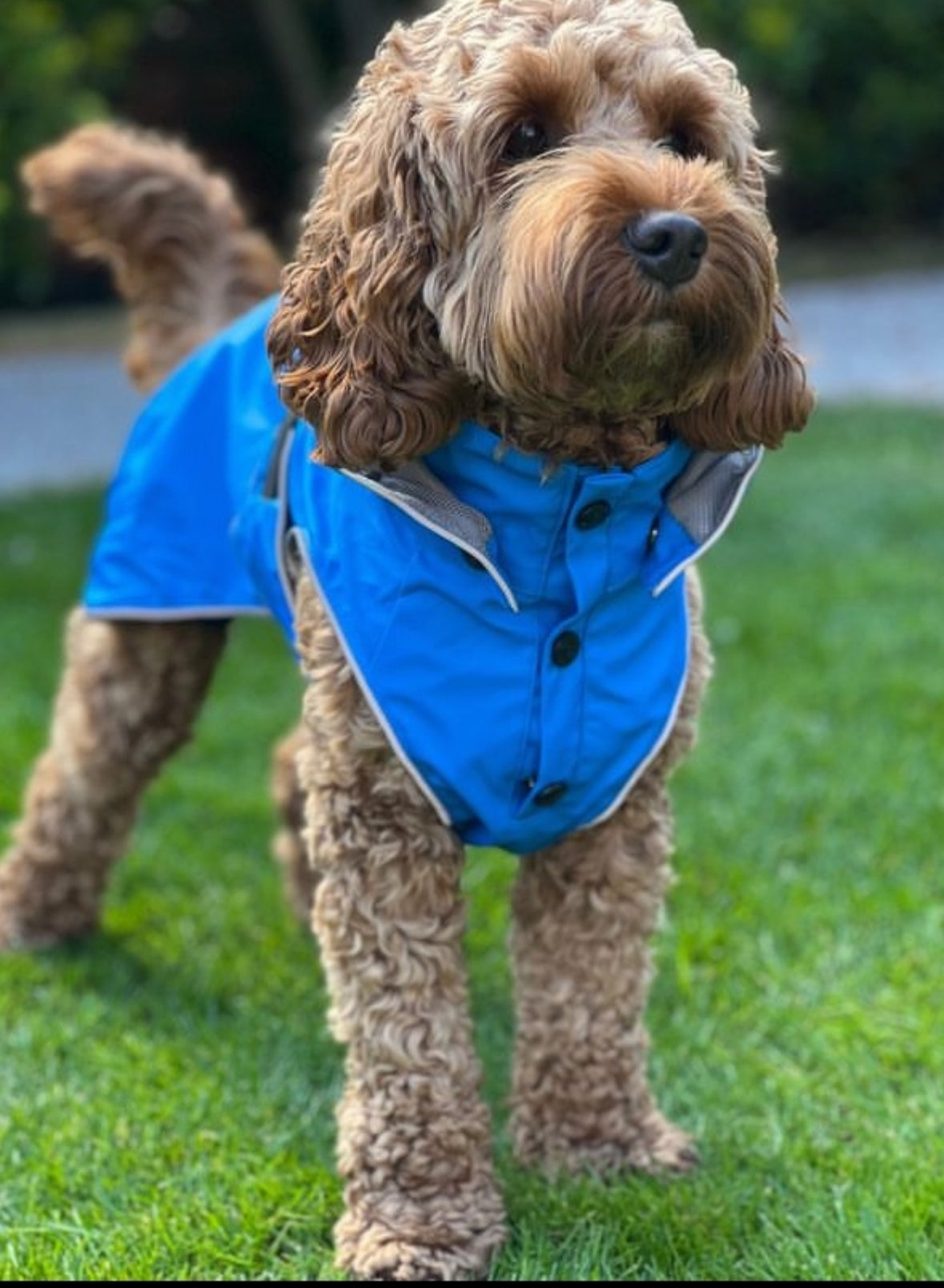 Dog Raincoat Blue