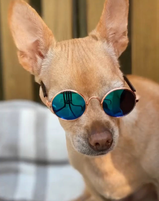 Sunglasses For Dog
