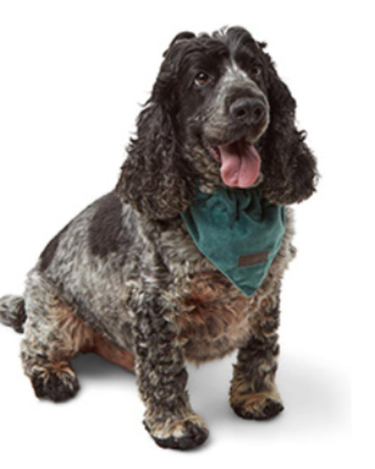 Wainwright's Luxury Winter Check Plain Dog Bandana