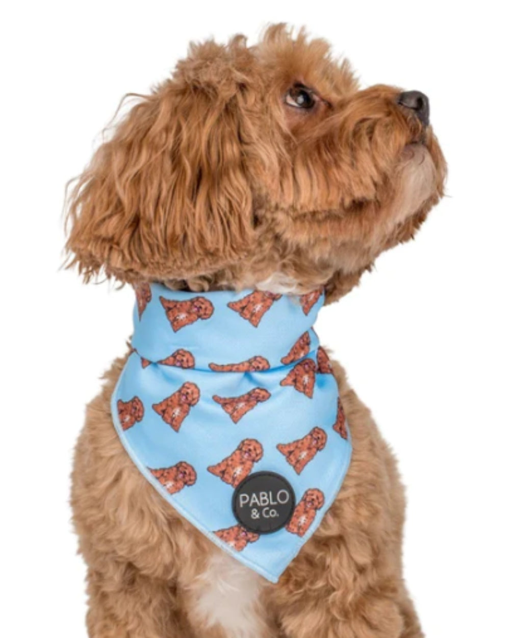 Pablo and Co Cavoodle - Dog Bandana