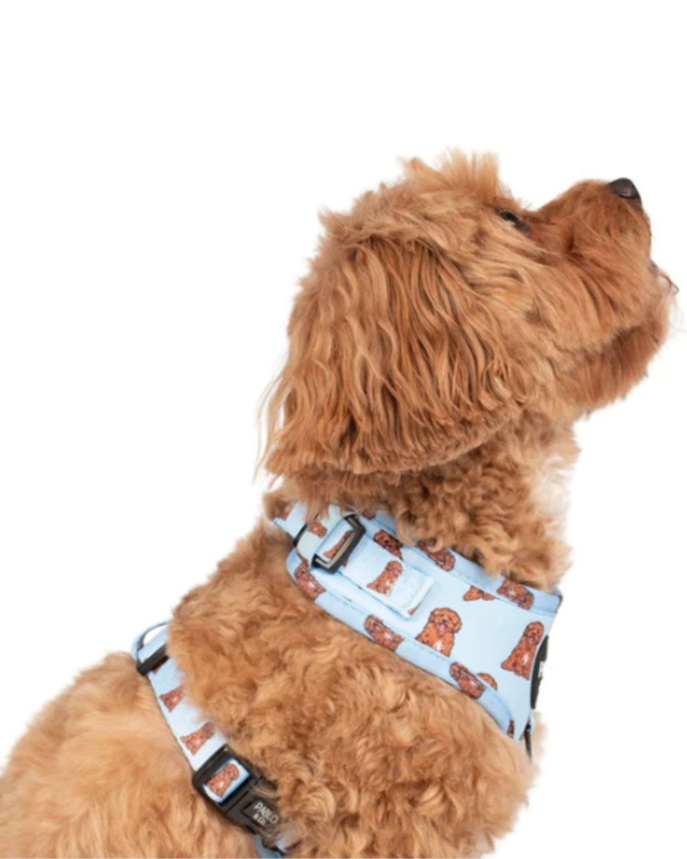Pablo and Co Cavoodle Adjustable Dog Harness