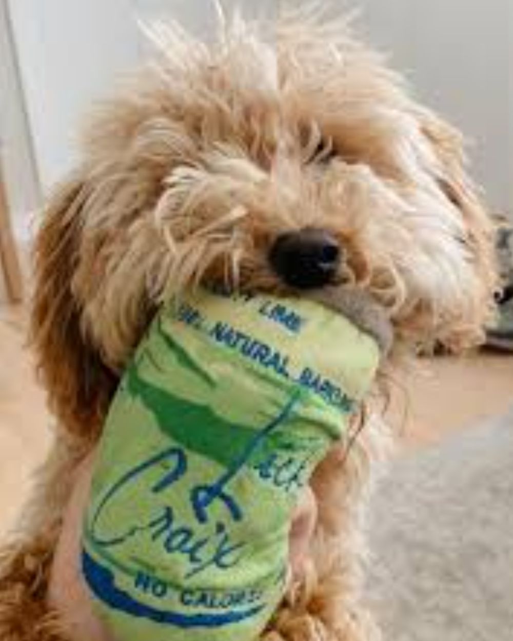 LickCroix Barkling Water Lickety Lime Squeaker Dog Toy