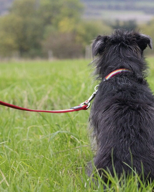 Red Dingo Rainbow Dog Lead Leash