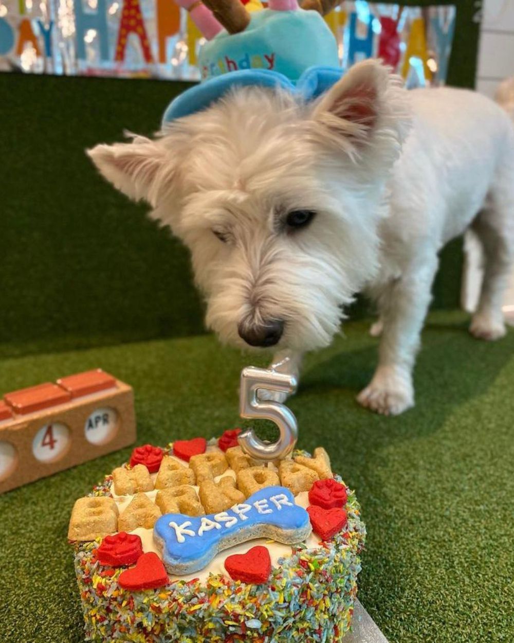 Rainbow Coconut Paradise Dog Cake