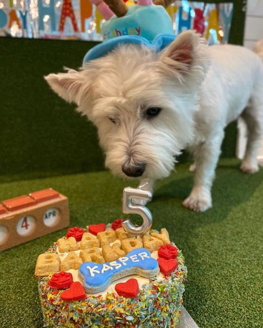 Rainbow Coconut Paradise Dog Cake