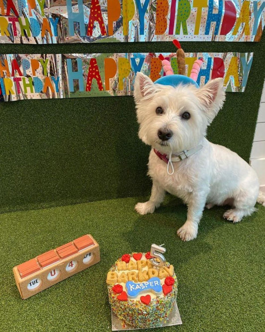 Rainbow Coconut Paradise Dog Cake