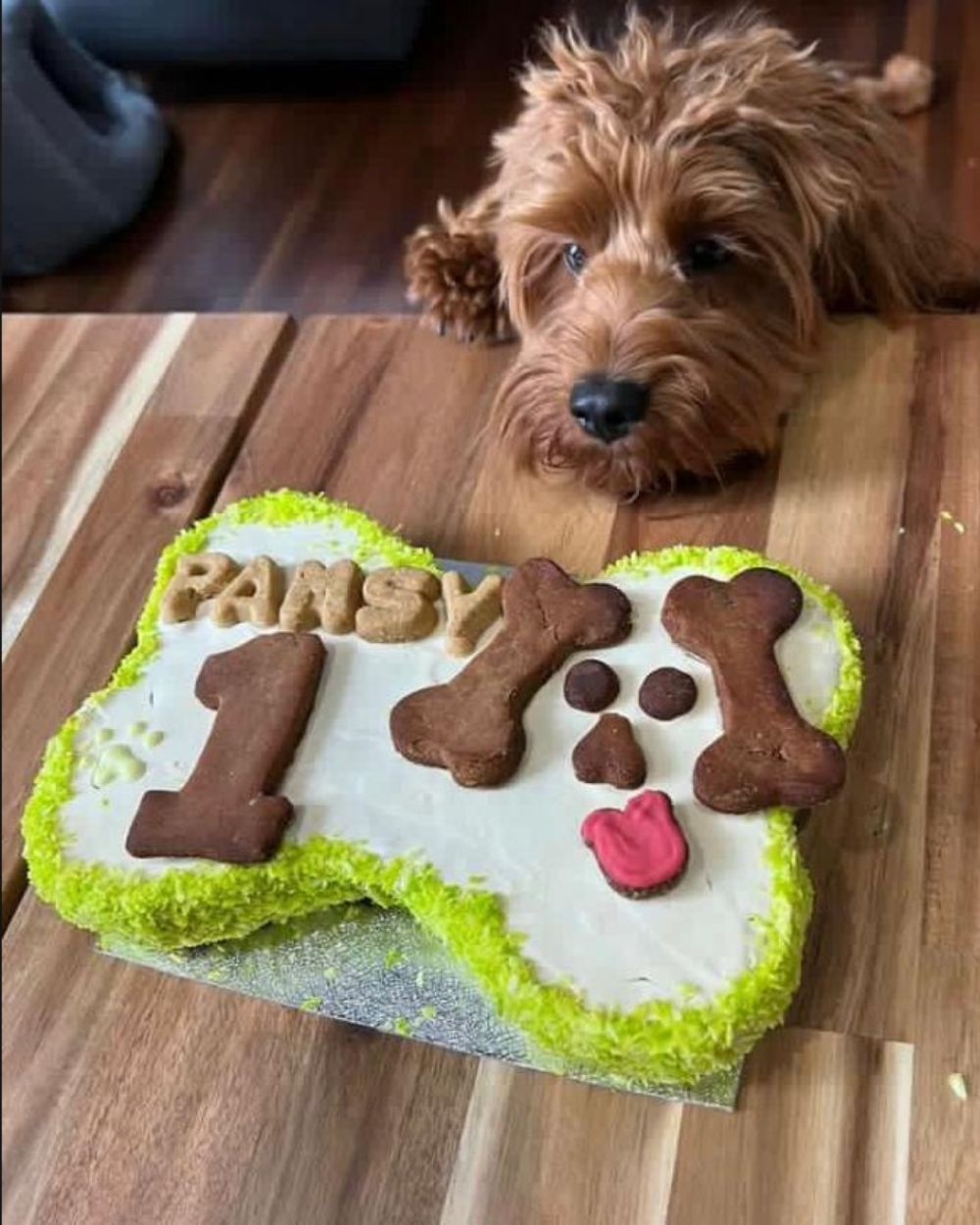 Rainbow Coconut Paradise Dog Cake Bone Shape