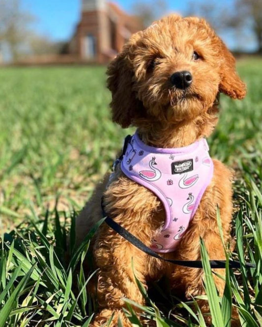 Swan Princess Adjustable Dog Harness