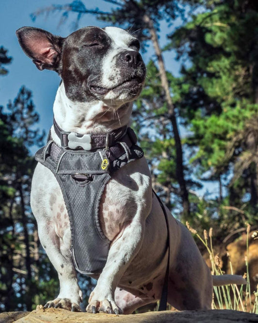 Red Dingo Padded Dog Harness