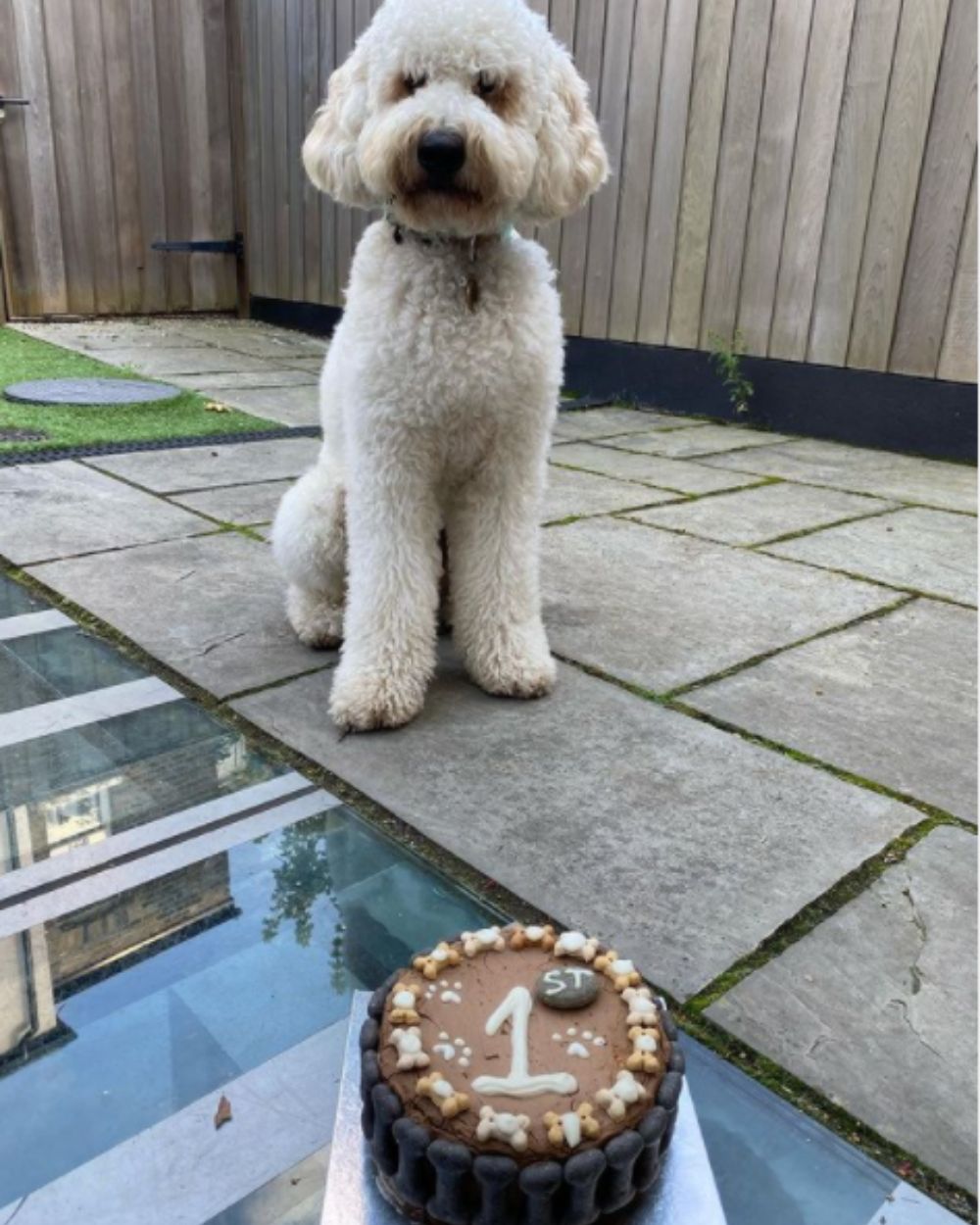 All natural Dog cake