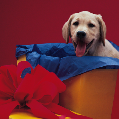 Dog Boxes and Dog Subscription