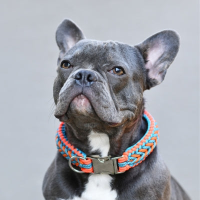 Tongues and Tails Dog Collars