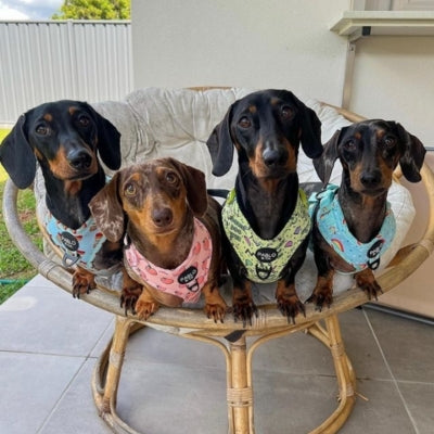 Tongues and Tails Dog Harnesses