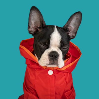 Tongues and Tails Dog Jackets