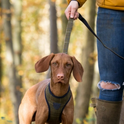 Tongues and Tails Dog Leashes