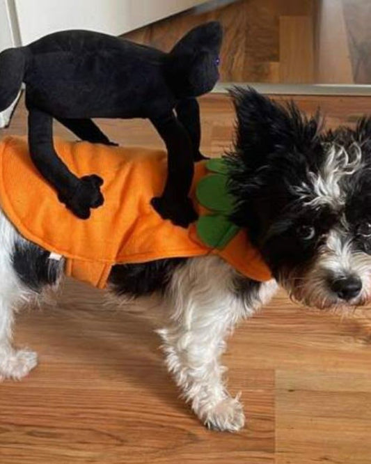 Dog and Cat Halloween Costumes With Cat Transformation on Top And Funny Pet Clothing Top
