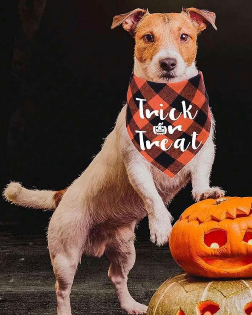 Halloween Trick or Treat Dog Bandana