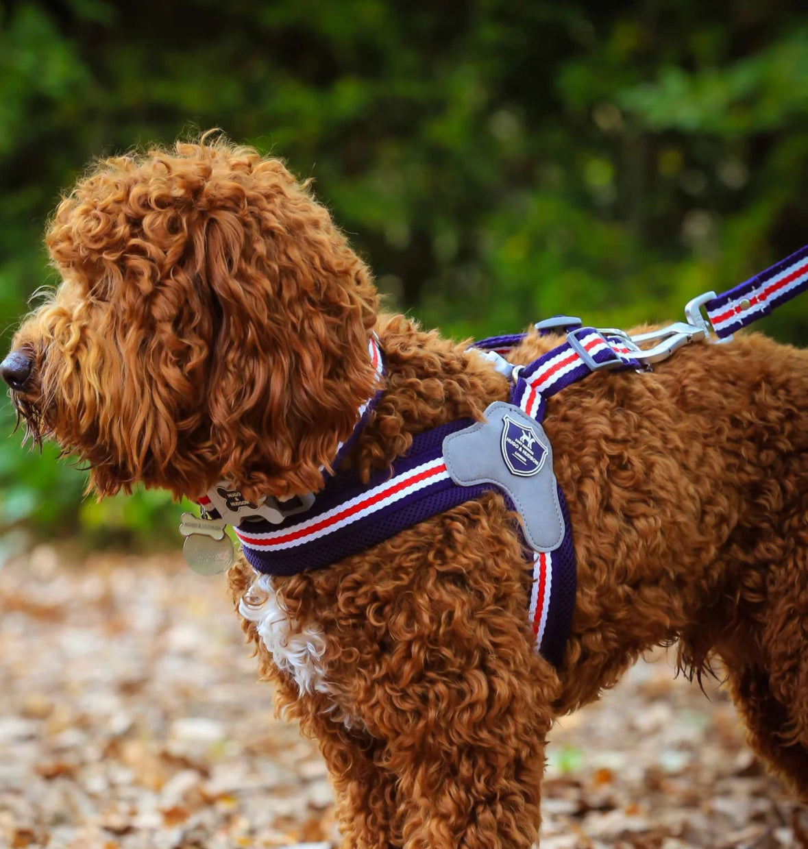 Easy Walk V Dog Harness - Navy