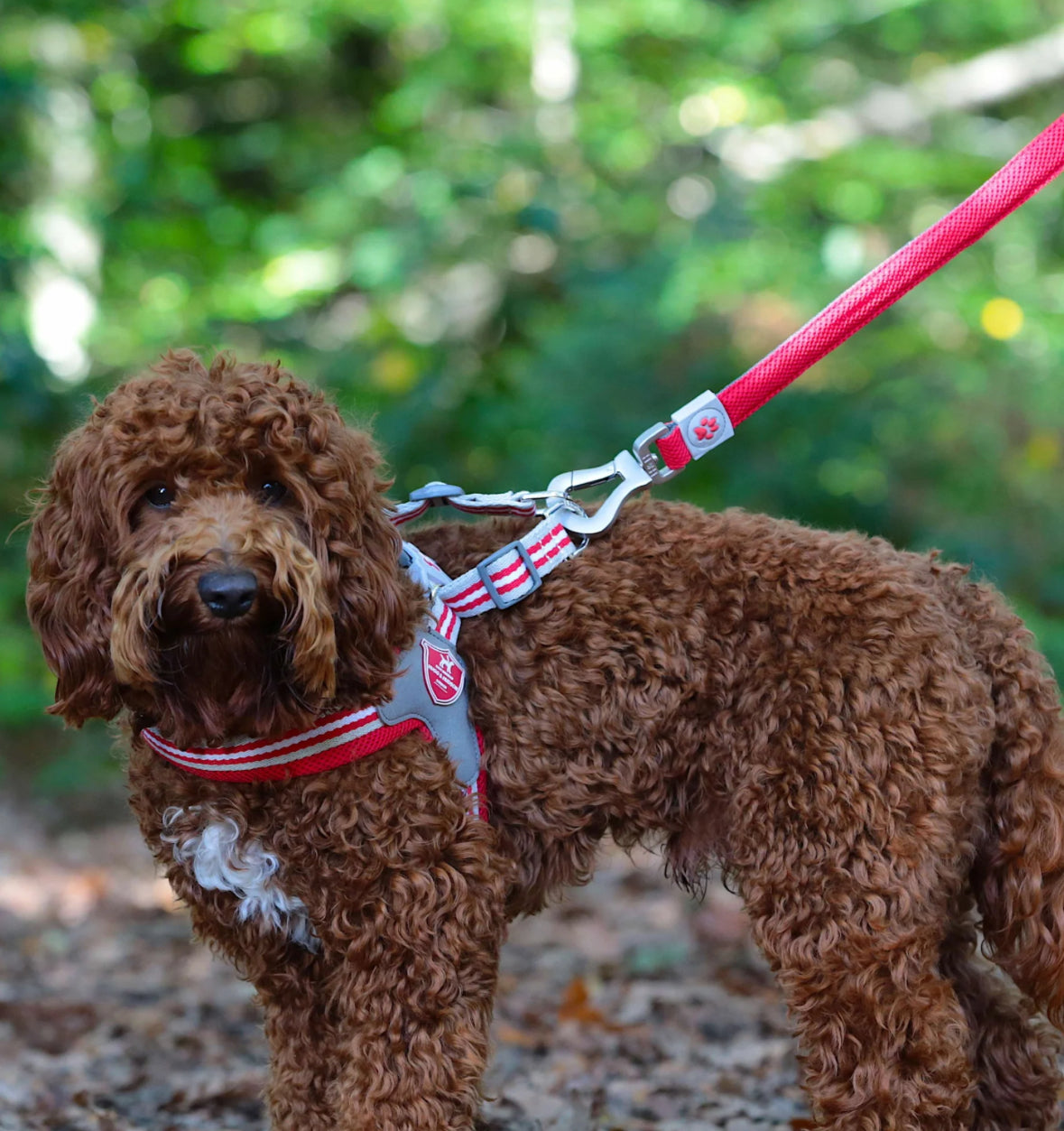 Easy Walk V Dog Harness - Red