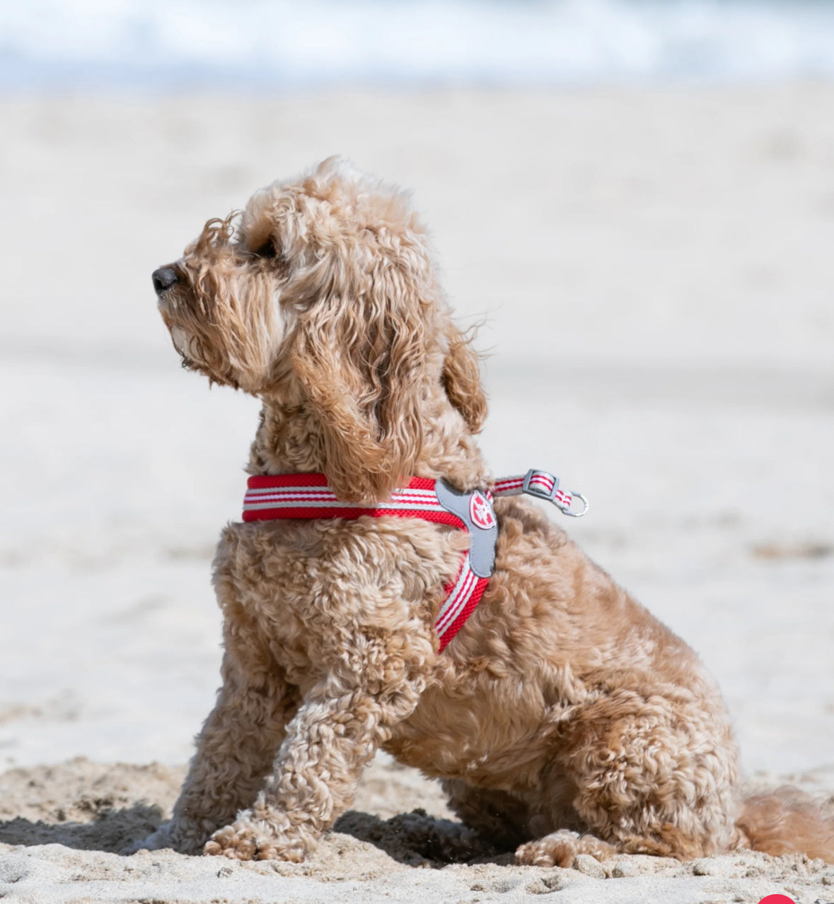 Easy Walk V Dog Harness - Red