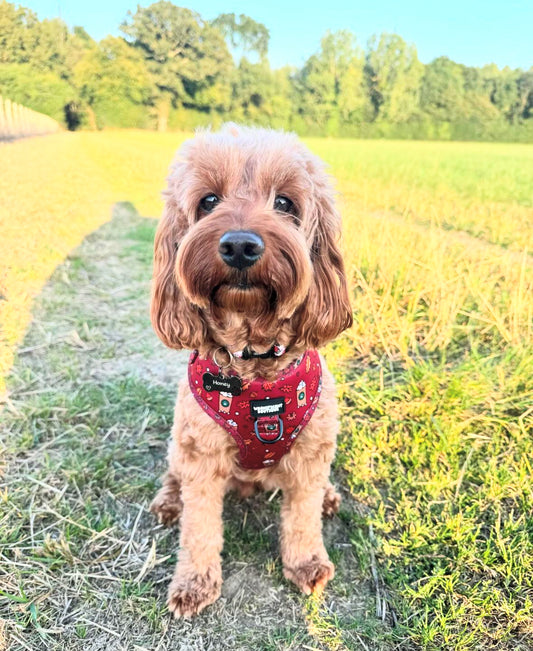 Puppuccino Adjustable Dog Harness